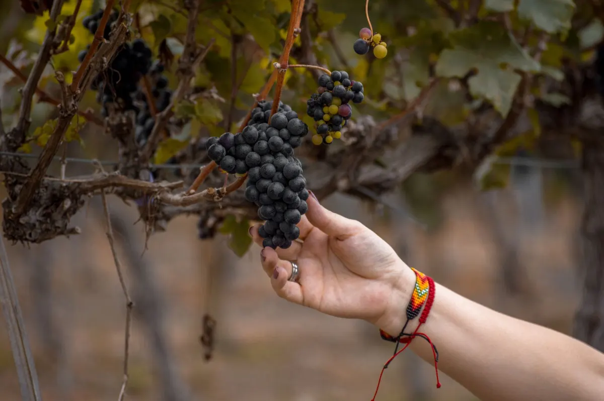Appellation ou cépage : la différence expliquée simplement