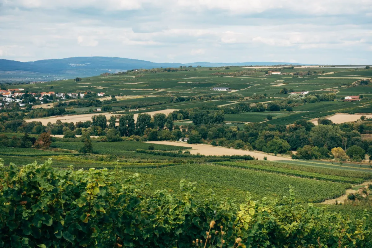 2 jours en Champagne : itinéraire oenotouristique idéal (2026)